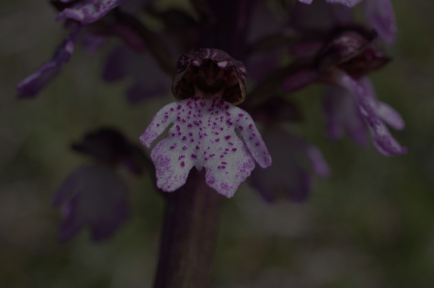 Orchis pourpre