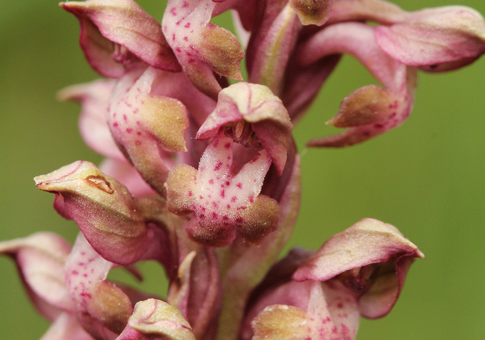 Anacamptis coriophora