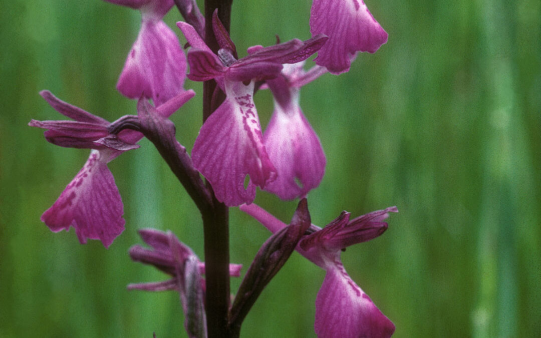 Anacamptis palustris