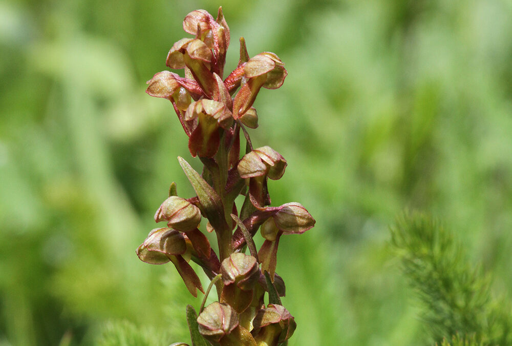 Coeloglossum viride