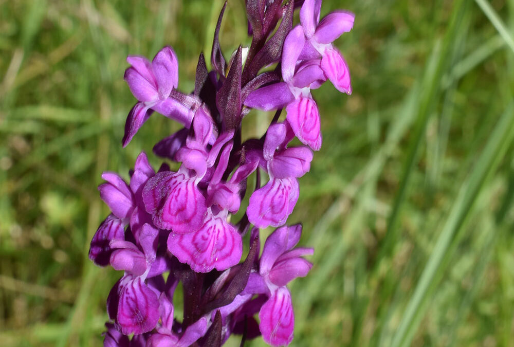 Dactylorhiza elata