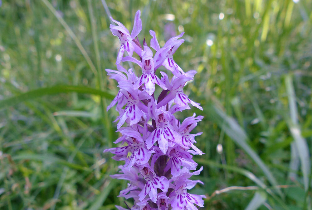 Dactylorhiza fuchsii