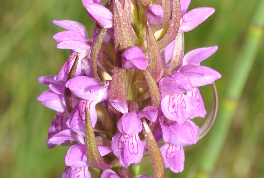 Dactylorhiza incarnata