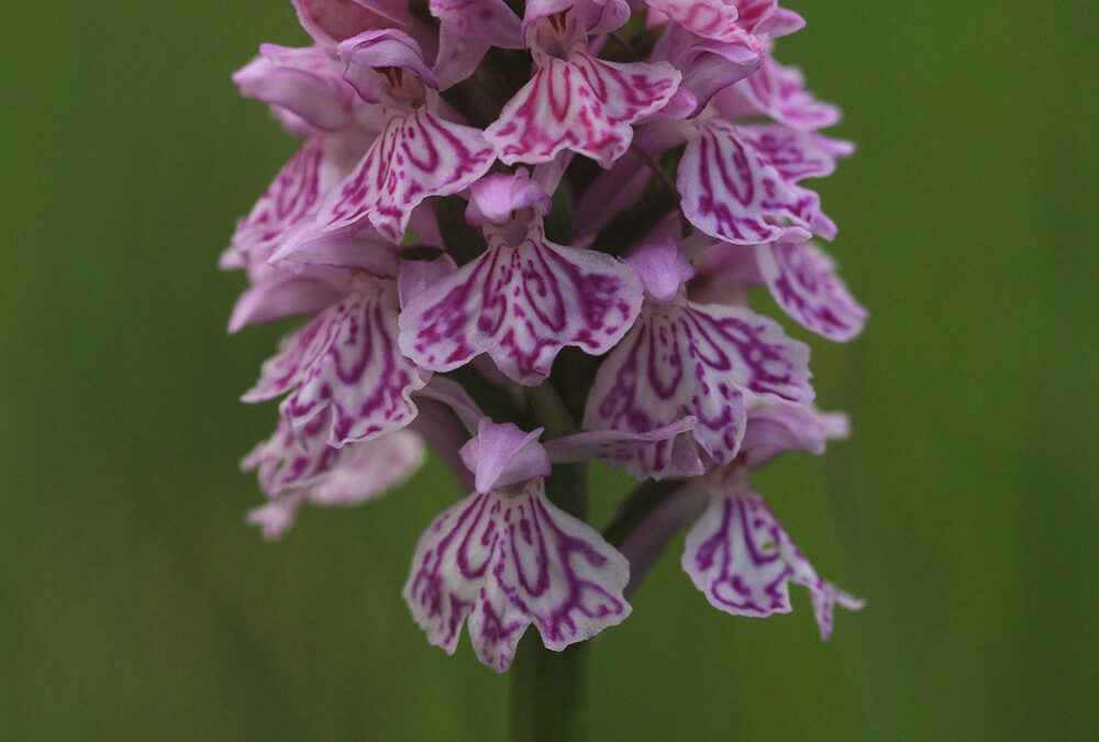 Dactylorhiza maculata