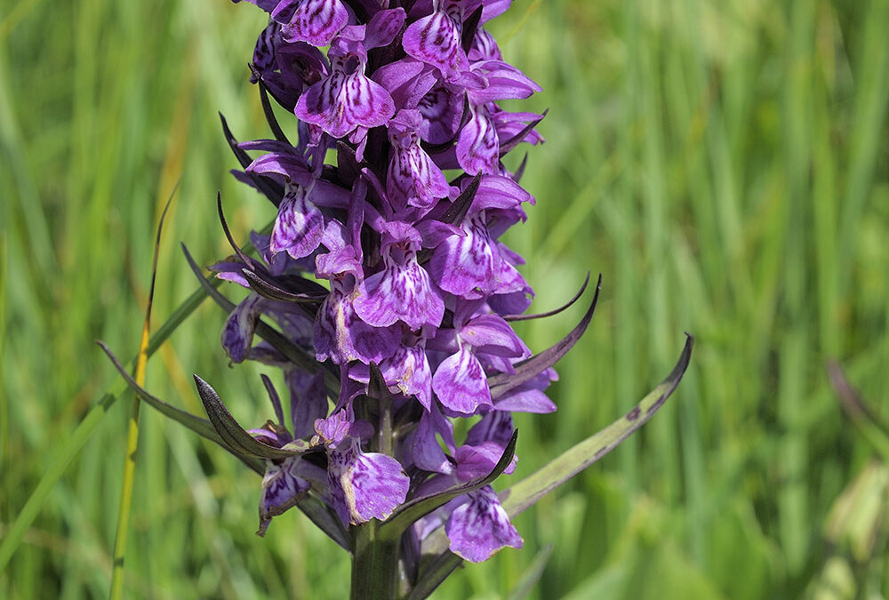 Dactylorhiza majalis