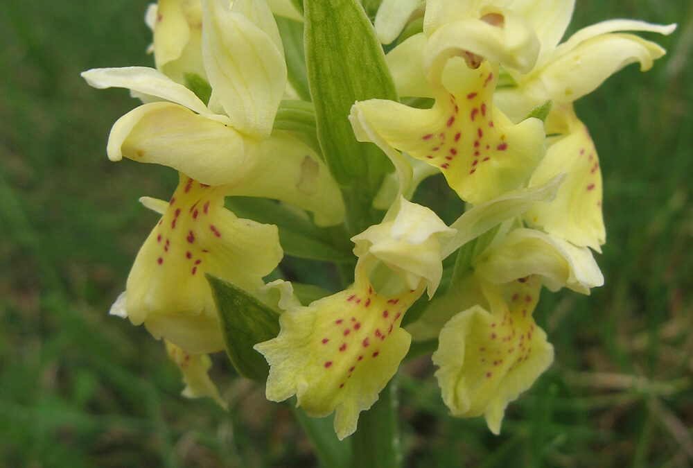 Dactylorhiza sambucina