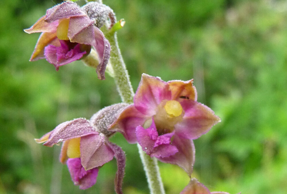 Epipactis atrorubens