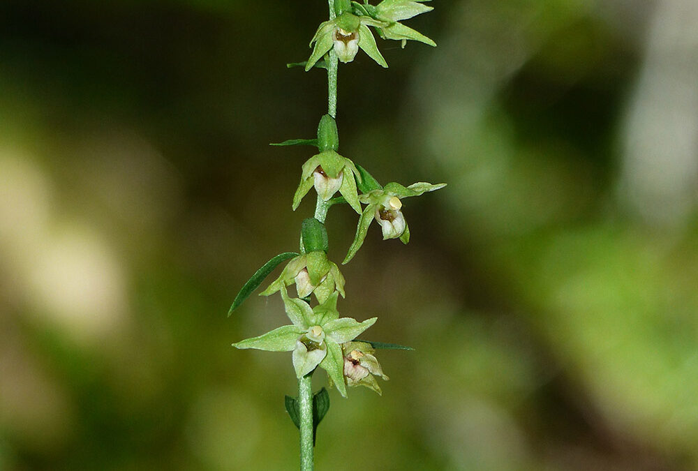 Epipactis exilis