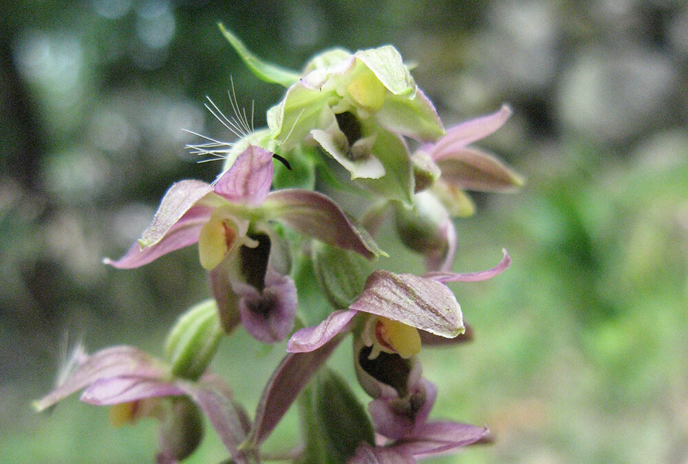 Epipactis helleborine