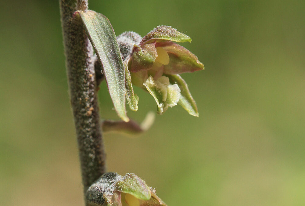 Epipactis microphylla