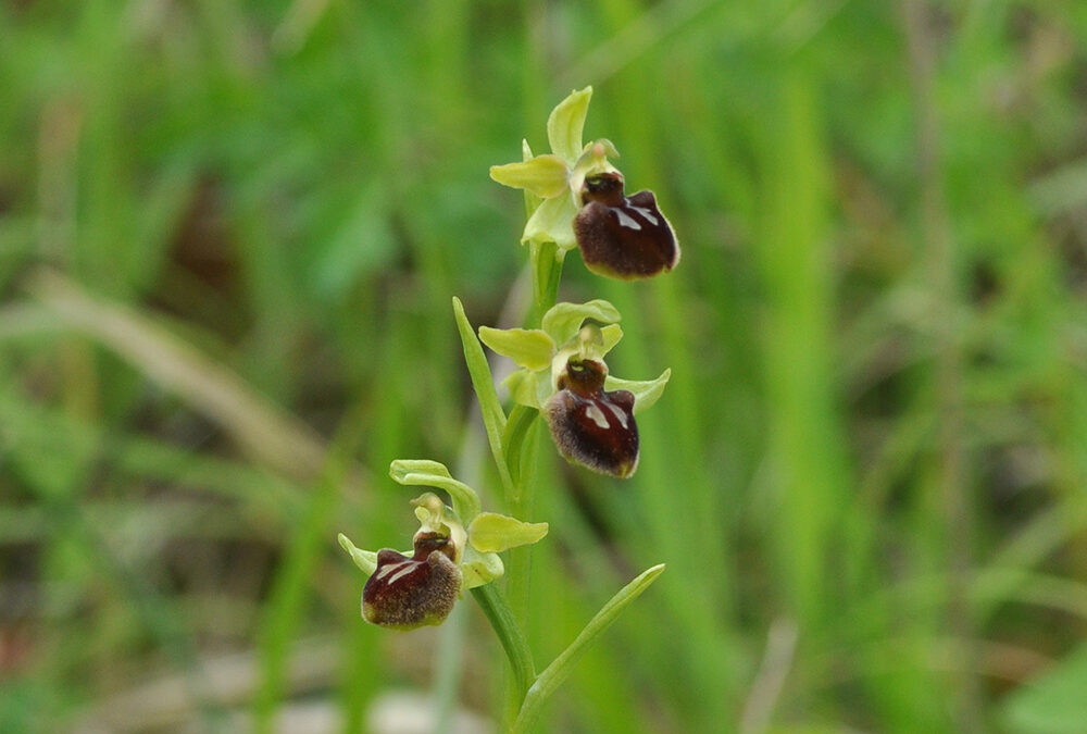 Ophrys aranifera