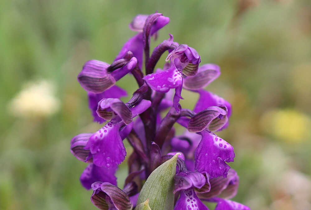 Anacamptis morio