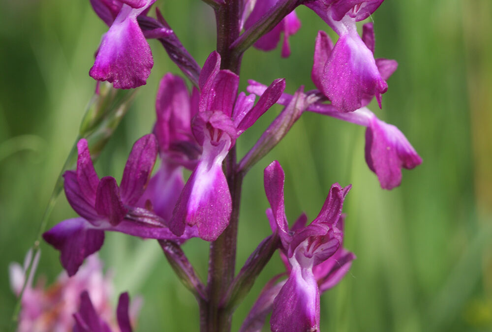 Anacamptis laxiflora