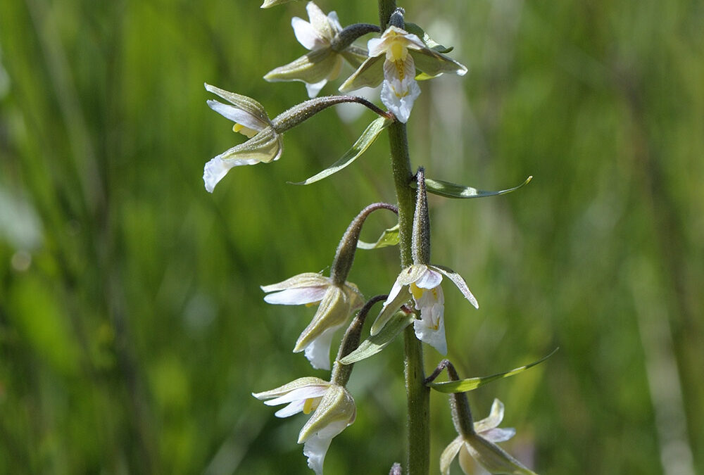 Epipactis palustris