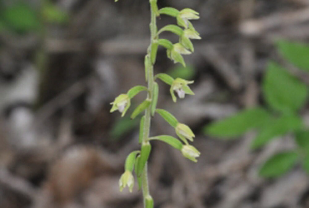 Epipactis rhodanensis