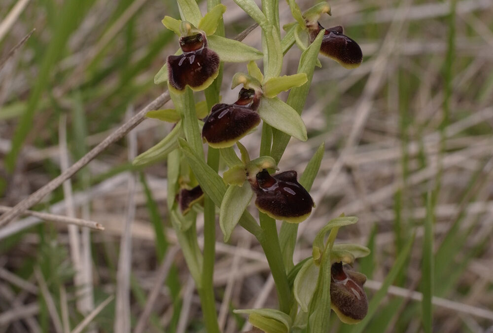 Ophrys araneola