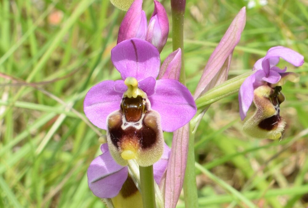 Ophrys ficalhoana