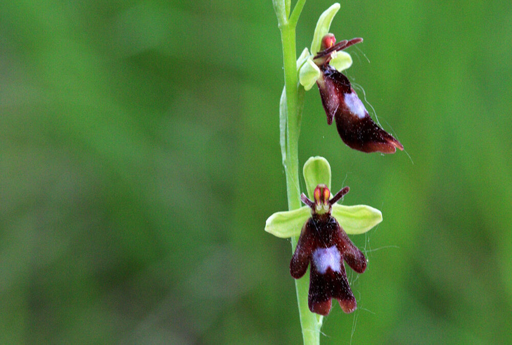 Ophrys insectifera