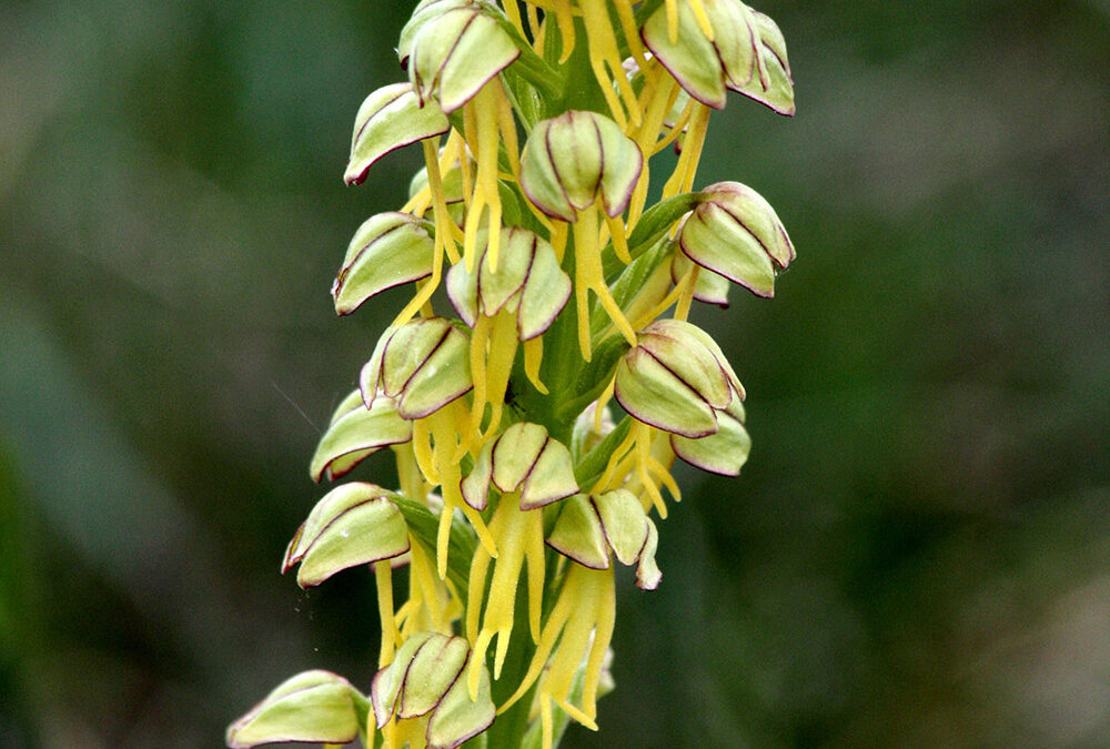 Orchis anthropophora