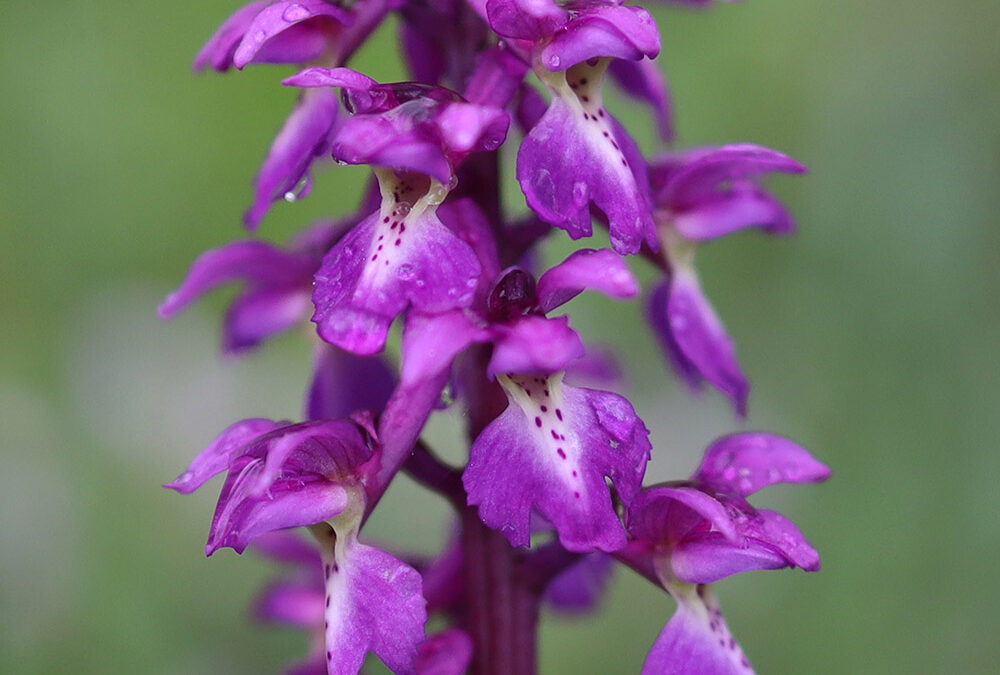 Orchis mascula