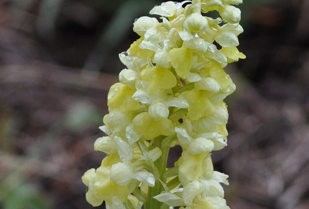 Orchis pallens