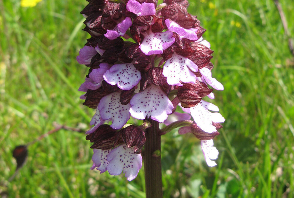 Orchis purpurea